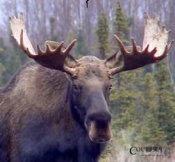 Chasse à l’orignal: une récolte comparable à celles des dernières années