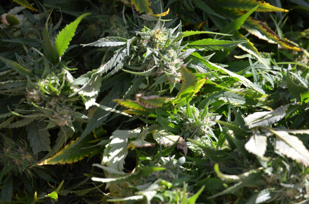 Le cannabis pour relancer l&rsquo;économie?