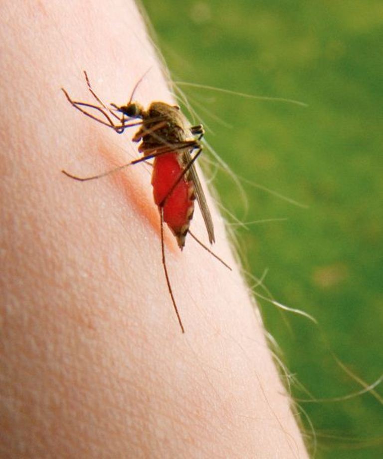 Mouches et moustiques: conséquences sur l’environnement