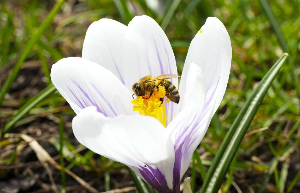 Le BQ réclame une aide fédérale aux apiculteurs confrontés au déclin des abeilles