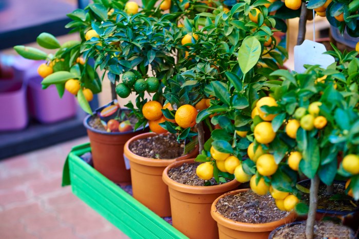 6 arbres fruitiers à planter en pot pour décorer votre intérieur - L'Écho  de Maskinongé